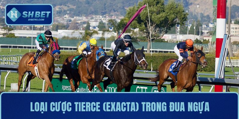 Cá cược đua ngựa là gì? Kinh nghiệm chơi hiệu quả 3 Loại cược Tierce (Exacta) trong đua ngựa