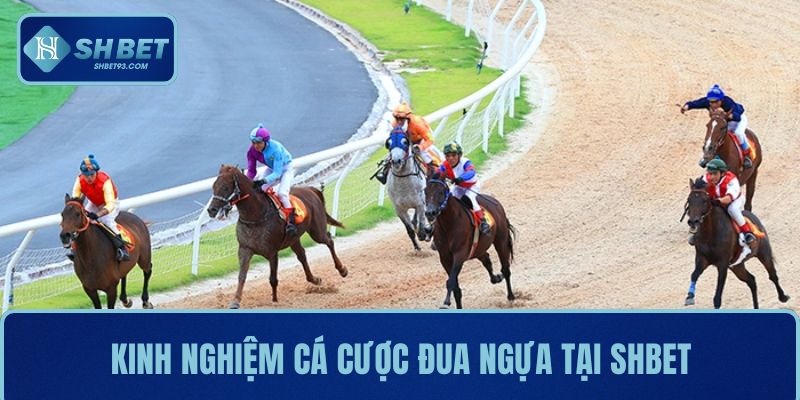 Cá cược đua ngựa là gì? Kinh nghiệm chơi hiệu quả 4 Kinh nghiệm cá cược đua ngựa tại SHBET giúp tân thủ dễ ăn kèo